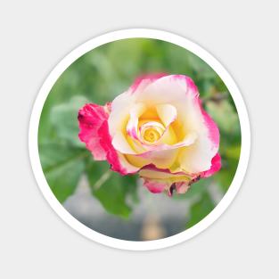 Rose in Spring Magnet